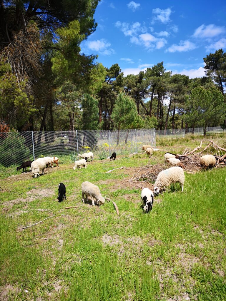 visita-fabrica-lanificio-dlana-ovintegral
